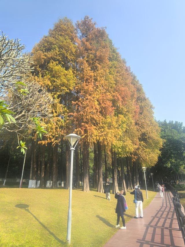 鹿湖公園：落羽杉已到最佳觀賞期