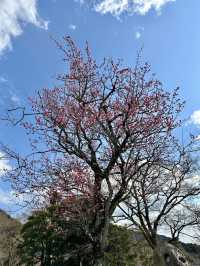 京都限定記憶-清水寺