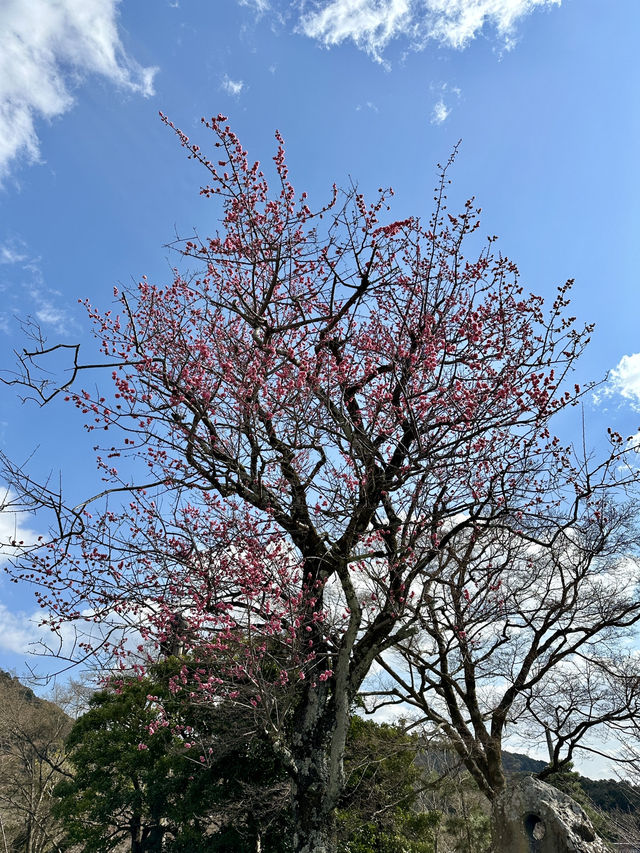 京都限定記憶-清水寺