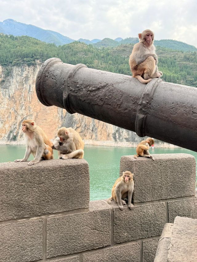 寒假要去宜昌-長江三峡-重慶超全旅遊攻略