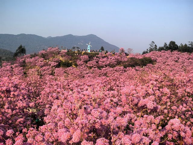 雲浮江門賞花2天遊