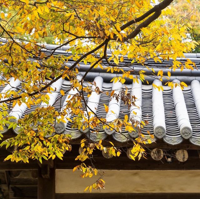 Beautiful Autumn of Korean Folk Village 