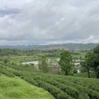 Choui Fong Tea Plantation Chiangrai