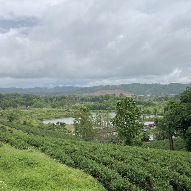 Choui Fong Tea Plantation Chiangrai