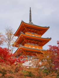 ใบไม้เปลี่ยนสีที่วัดน้ำใส Kiyomizu-Dera Temple 🍁