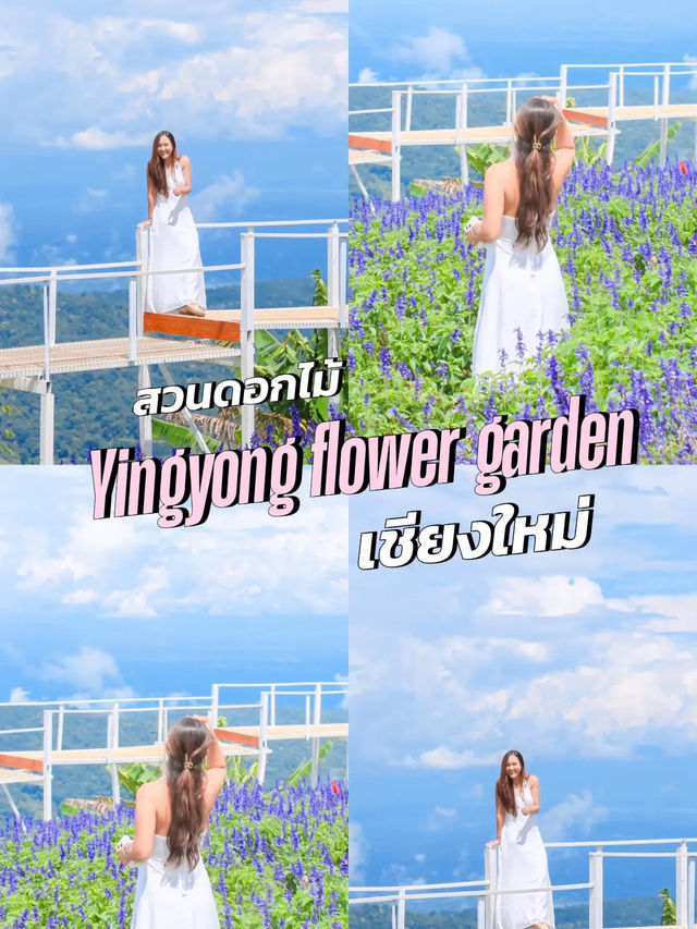 💜 🌸 สวนดอกไม้ที่สวยและวิวดีที่สุดใน #เชียงใหม่ 