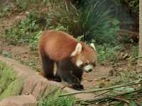 Day Visit to the Chengdu Panda Base