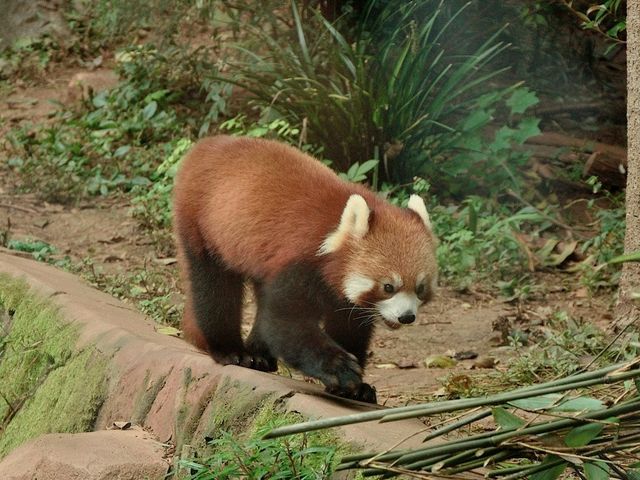 Day Visit to the Chengdu Panda Base