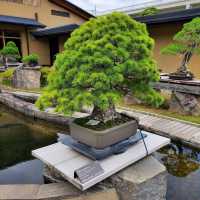 Omiya Bonsai Art Museum, Saitama 🗺️