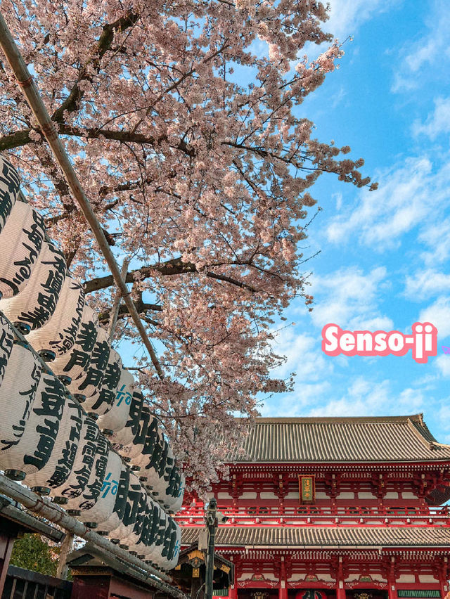 Tokyo: Best Cherry Blossom Photo Locations (Part 2) 🇯🇵