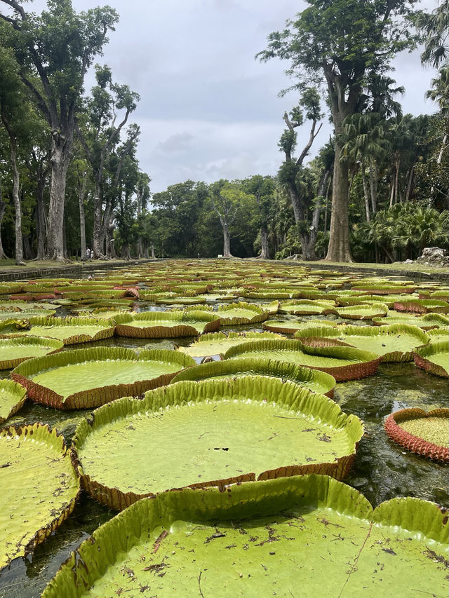 📍Pamplemousses Botanical Garden, Mauritius 🇲🇺