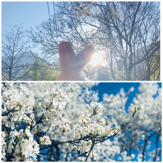 僅10來天，3月去川西旅遊，絕對不能錯過這裡