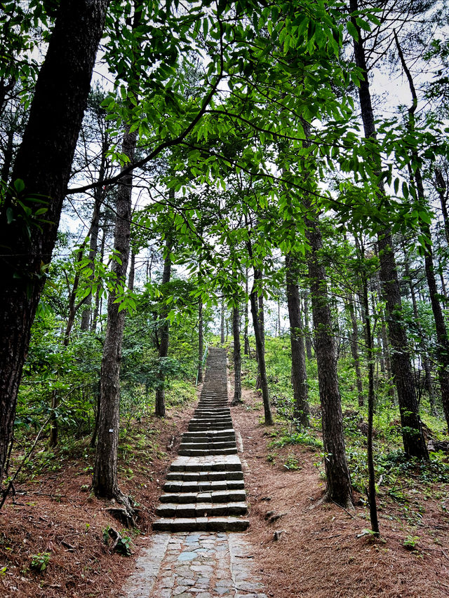 一言難盡的景區｜四明山森林公園