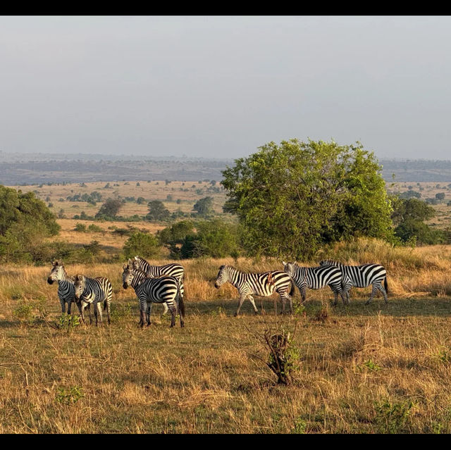 Serengeti national park Tanzania 