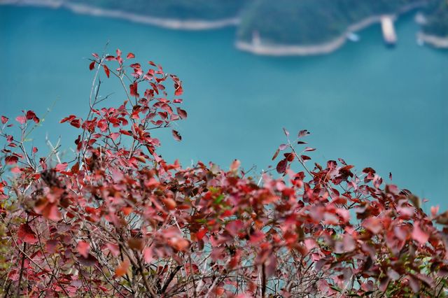 巫山紅葉‖文峰觀紅葉自駕攻略。