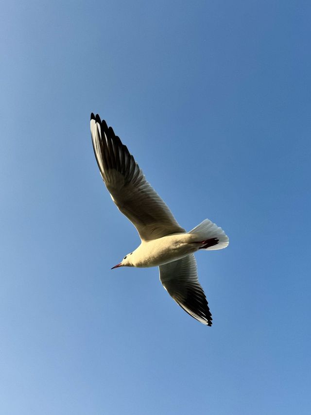 這個季節的無錫，真的美得封神……