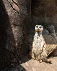 塔爾薩動物園：精彩的野生動物探險之旅 