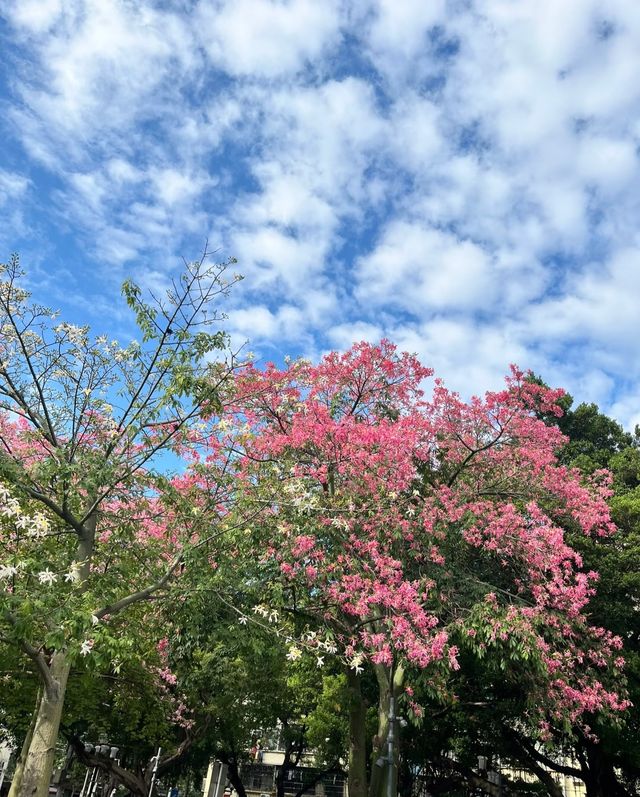 廣州冬日花展魅力，讓你感受四季如春的美好