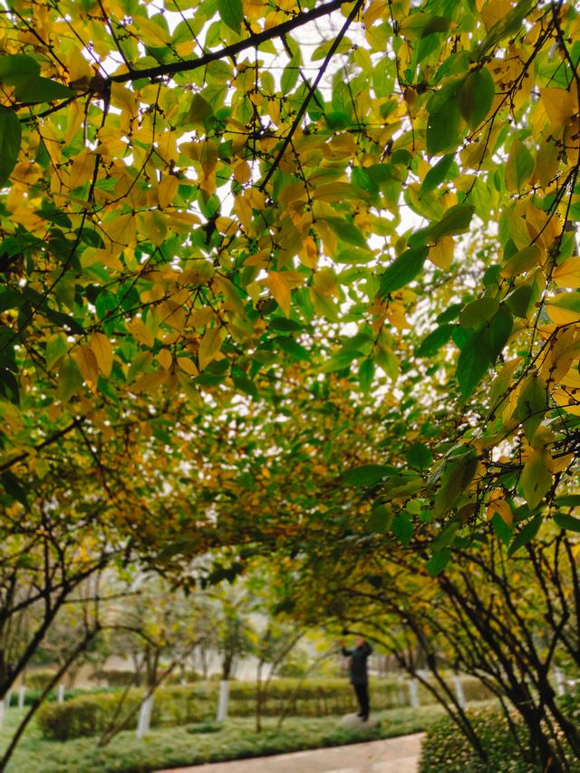 重慶公園巡禮之龍頭寺公園