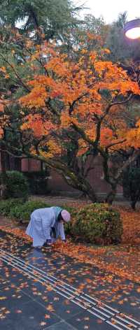 【最美紅葉季】京都大學，雨打黃昏更冷艷…