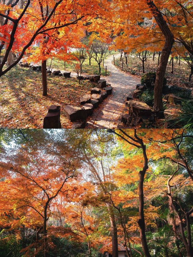 在魯迅公園看楓葉，花得最值的一筆錢.....