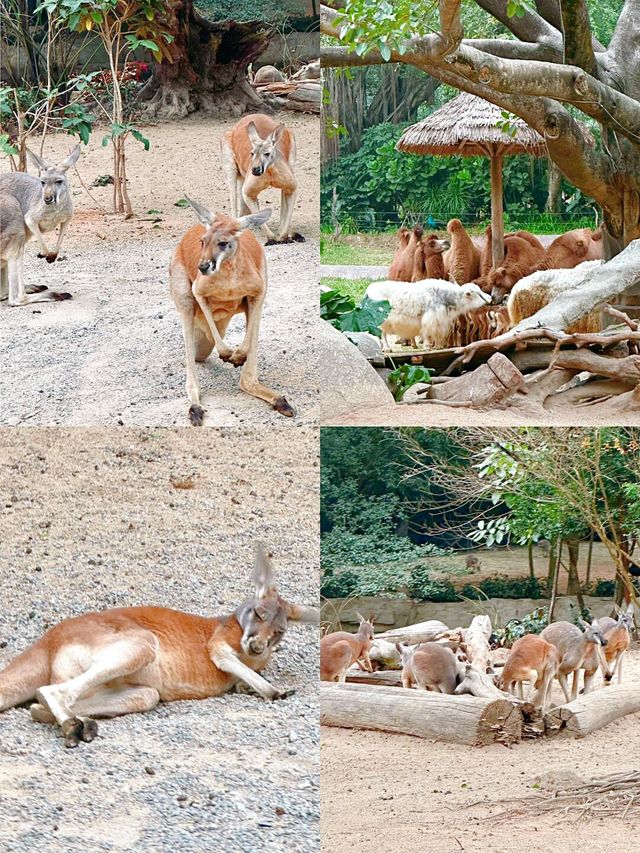 廣州長隆動物園超強攻略