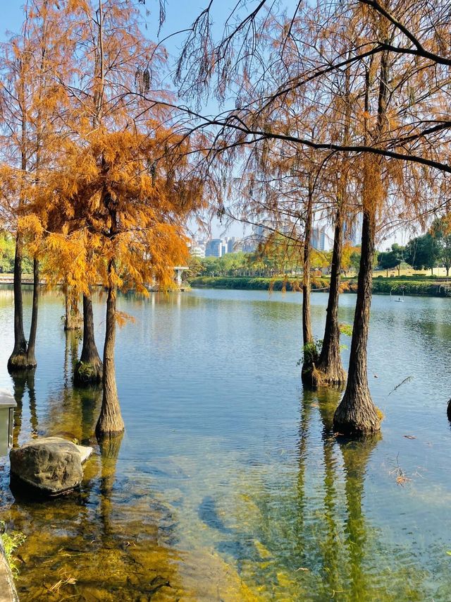 過分這麼美的落羽杉公園，怎麼沒人告訴我