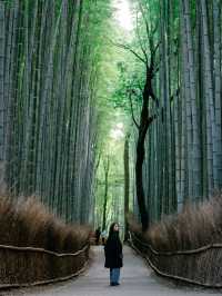 京都嵐山竹林