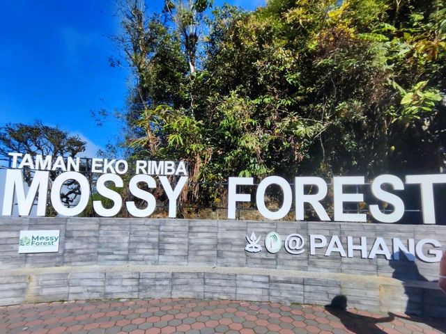 Exploring the Enchanting Mossy Forest in Cameron Highlands 🌿✨