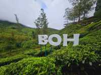 A lush green Tea Farms at Cameron Highlands, Sungai Palas by BOH