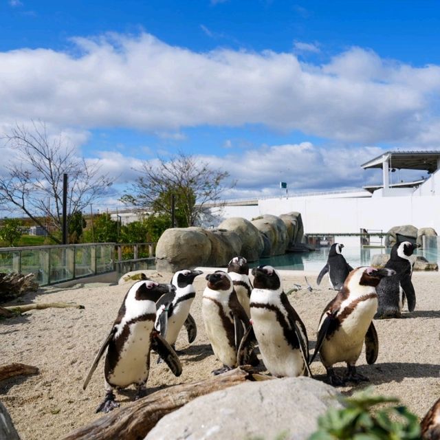 仙台景點｜冬季限定東北企鵝大暴走—仙台海洋森林水族館