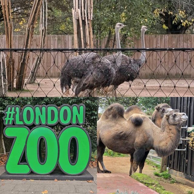 London Zoo