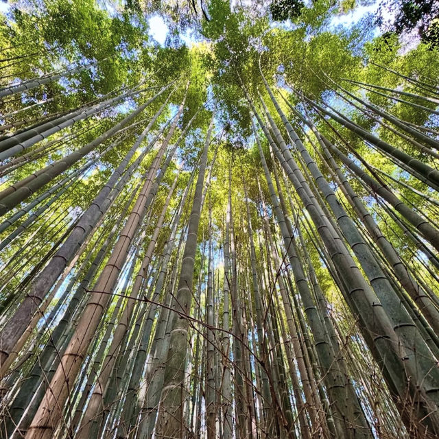 穿越自然之美，挑戰高尾山健行