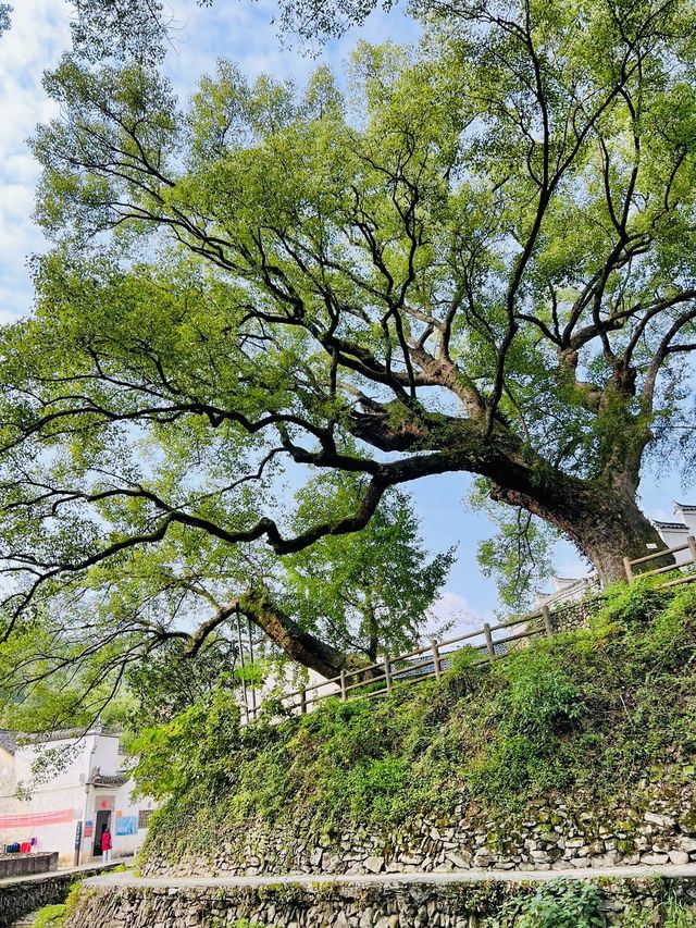 芹川古村·藏匿深山人未識