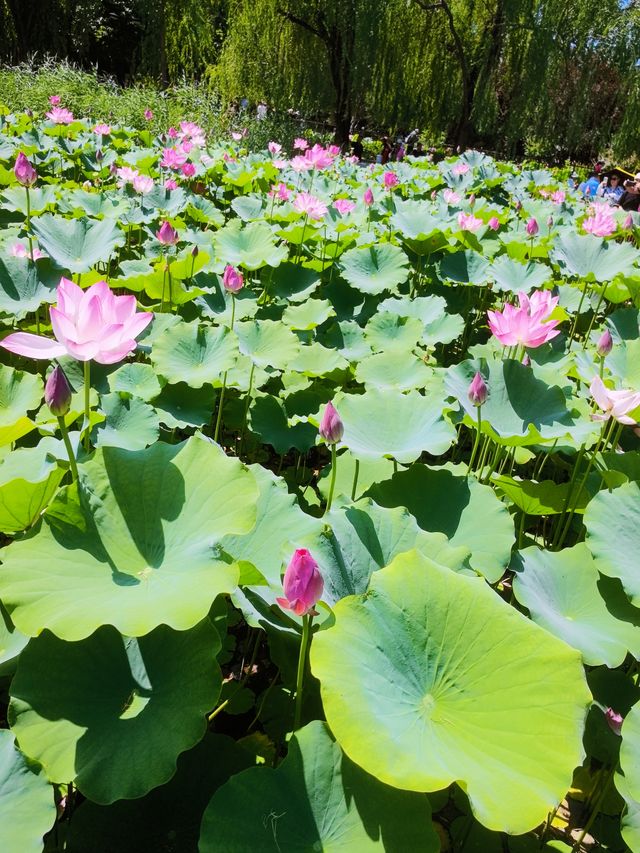 我的人生FIRST｜北京蓮花池公園賞荷