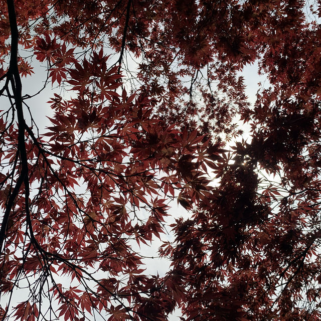 逛大觀園，憶“紅樓夢”裡的人情世故｜自駕路上