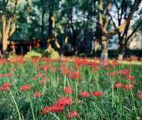 上海小眾的閘北公園是個安靜的美男子。