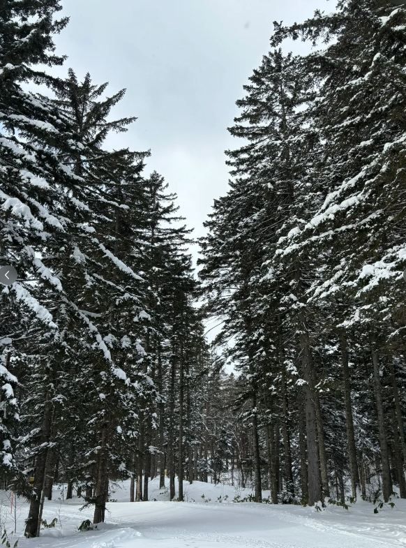 北海道滑雪體驗。