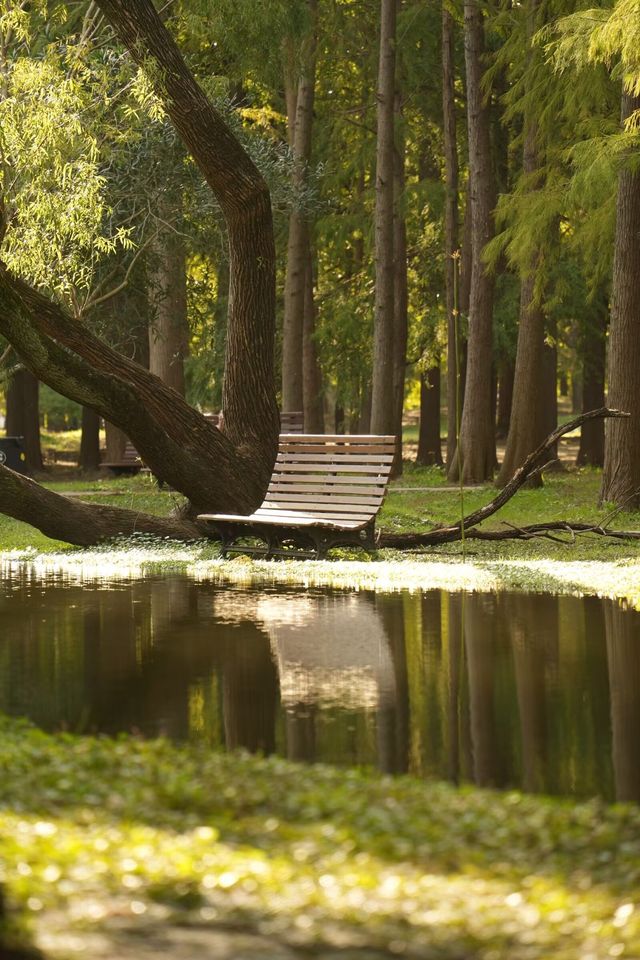 森林公園的光與影。