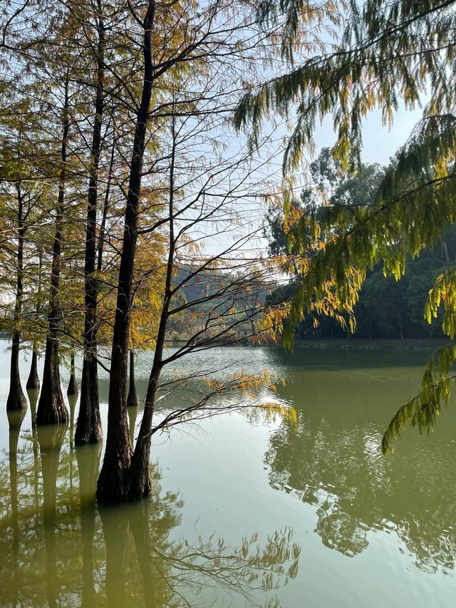 廣州華南植物園   天然氧吧