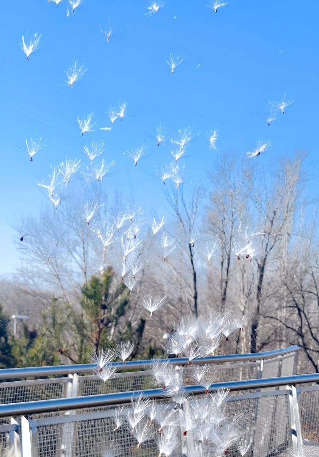 綠色之旅：揭開北京世園公園的神秘面紗