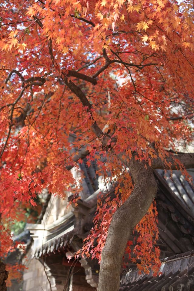 青島的初冬寒風吹紅了太清宮裡的五角楓