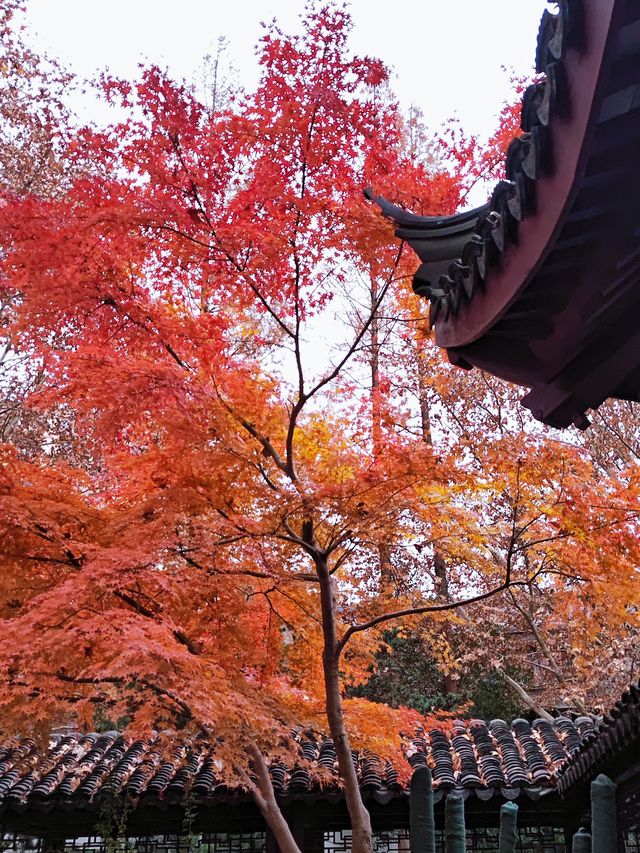 秋日限定美景：閘北公園楓葉紅了！