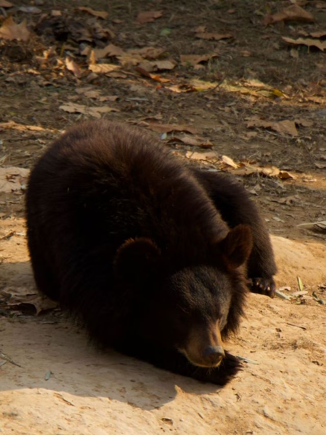 冬季反向遊 | 附汴京動物園互動遊玩攻略