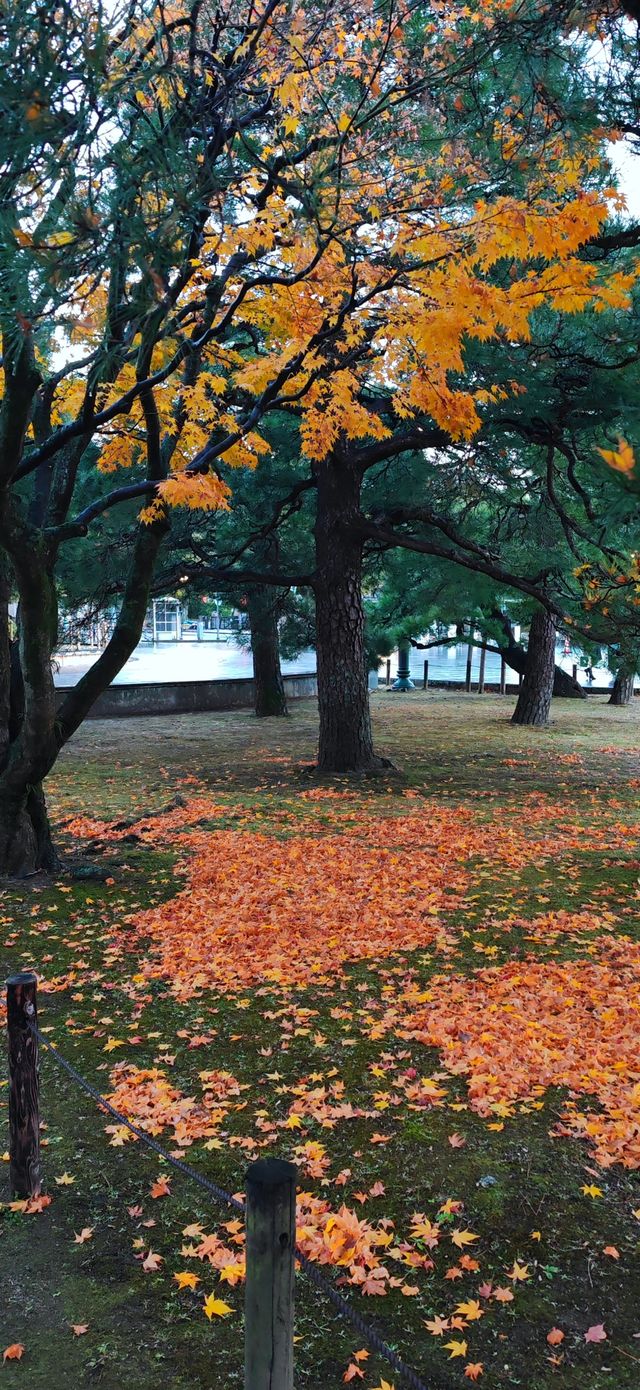 【最美紅葉季】京都大學，雨打黃昏更冷艷…