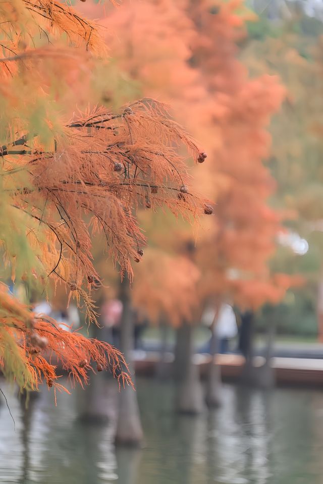 千燈湖公園｜誰言冬季無斑斕