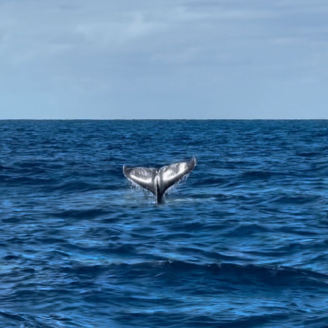 Ocean Giants: A Thrilling Whale-Watching Adventure at Surfer’s Paradise 🇦🇺