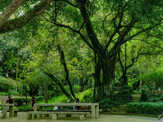  珠海共樂園 | 三大名園之一，藏在歲月里的嶺南園林美學