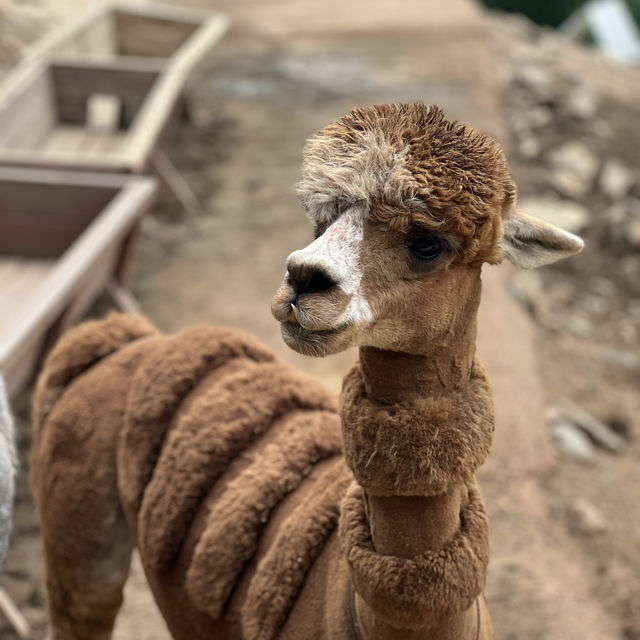 Alpaca world in July!