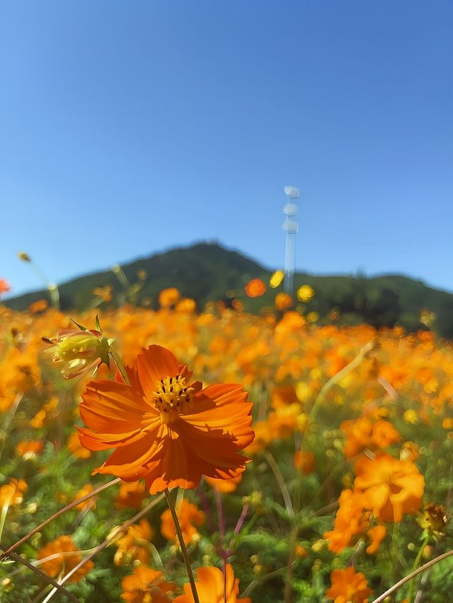 秒殺奧森今年最後的波斯菊花海，給我衝